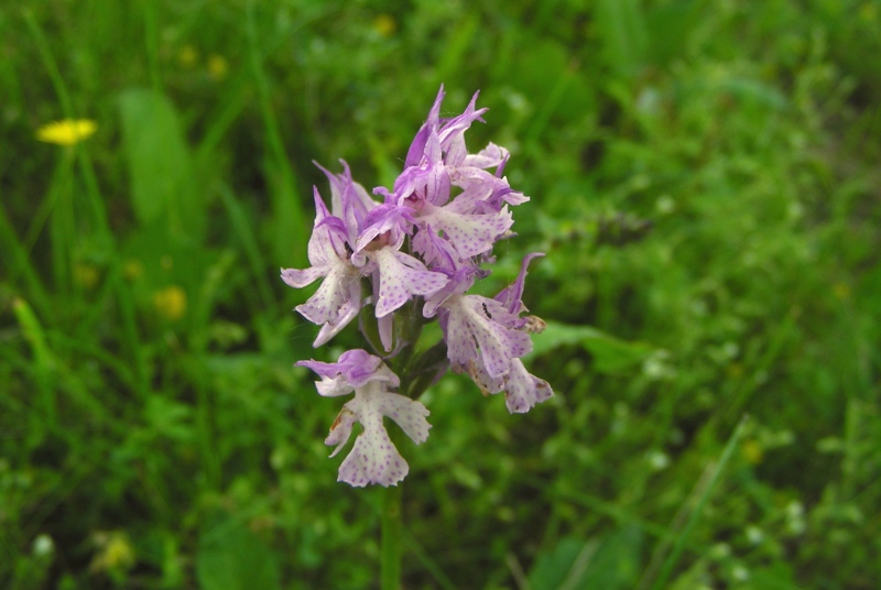 Orchidea dal parco dei gessi (BO) 3